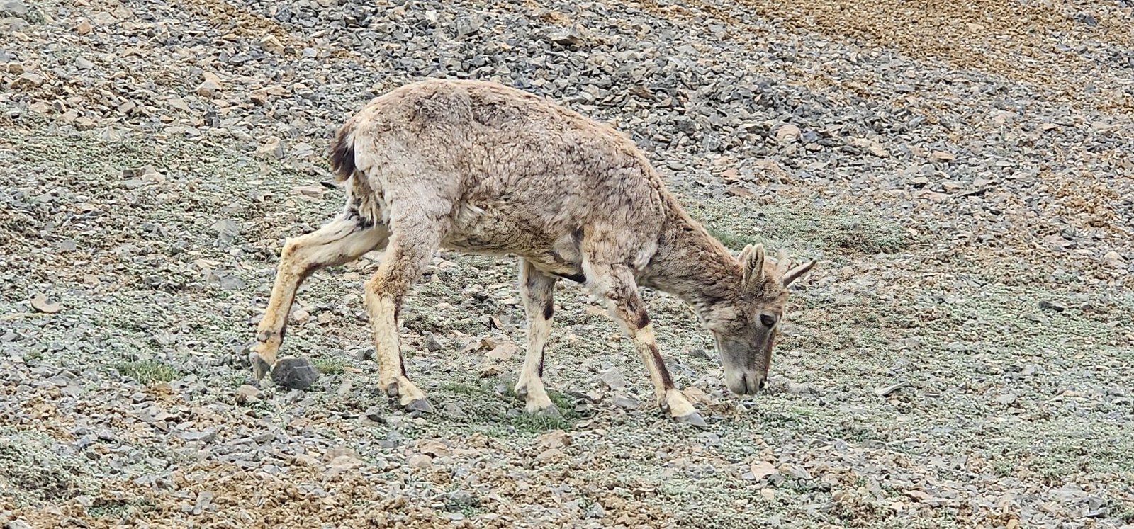 Tar Village Ladakh